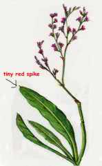 Limonium humile drawing